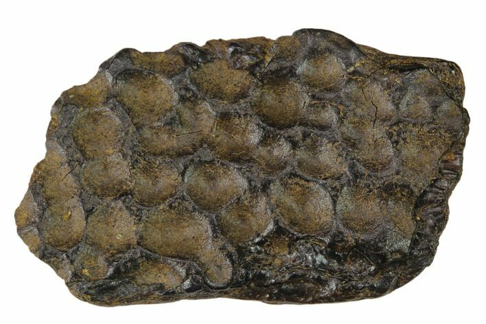 1.4" Crocodilian (Leidyosuchus?) Dermal Scute - Montana